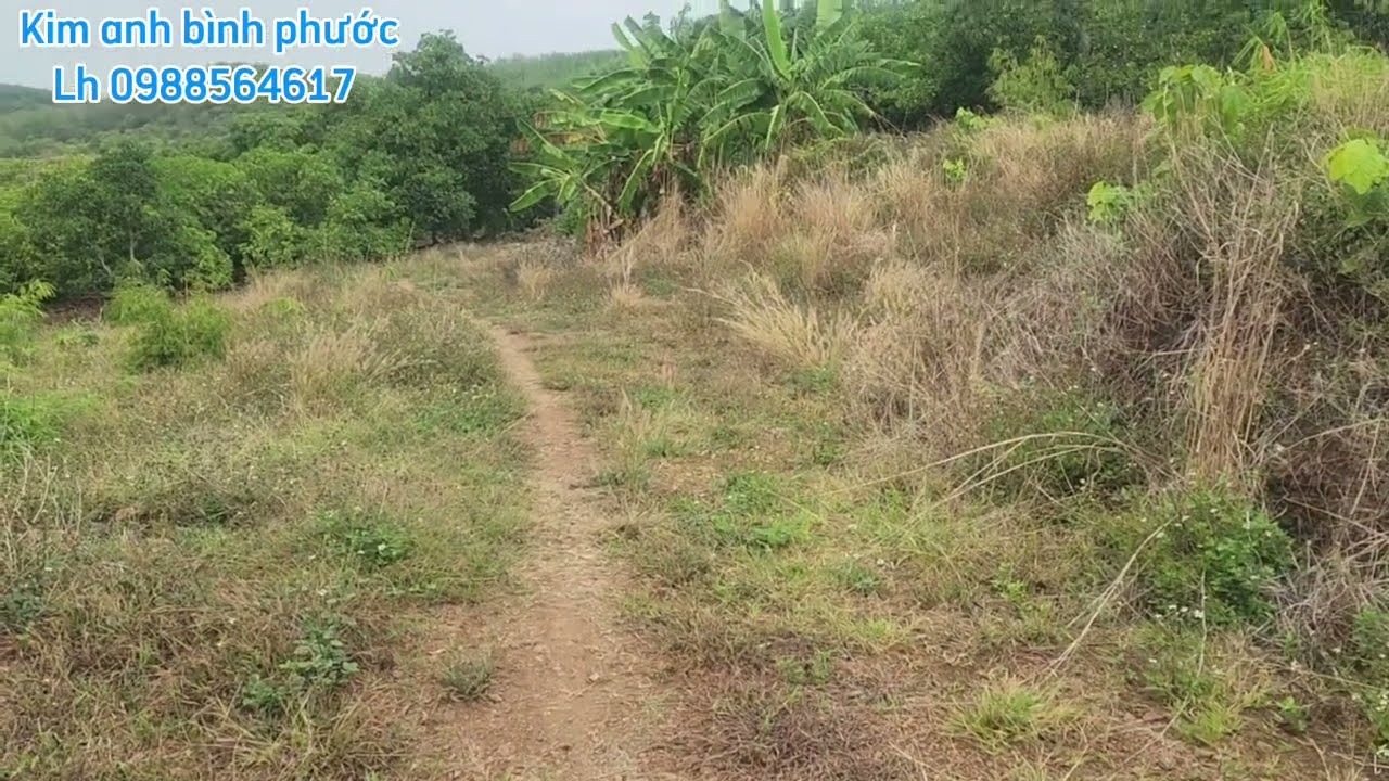 Bán đất vườn cau dt 4ha2 giá 500trieu 1ha xã  đồng tâm đồng phú bình phước cũ lh 0988564617 