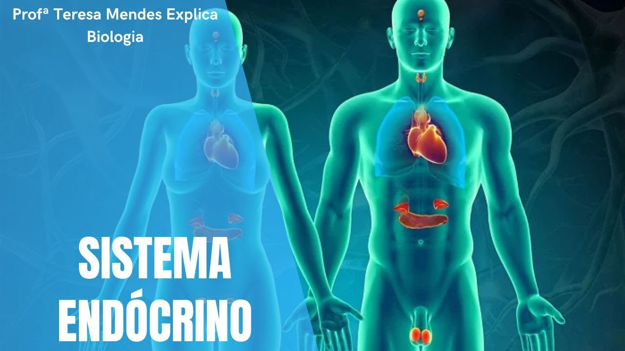 Como funciona o Sistema Endócrino