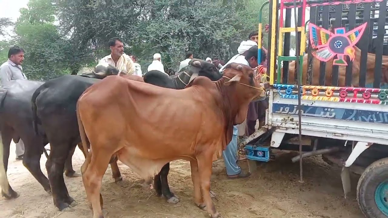 Qurbani ke Janwar 2023 | Bakra Mandi Shahbaz wala Fortabbas | Nauroz Ali Official