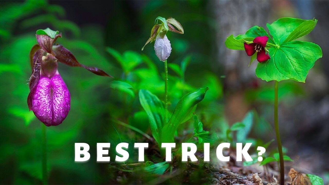 Wildflower Photography Trick (Best trick??)