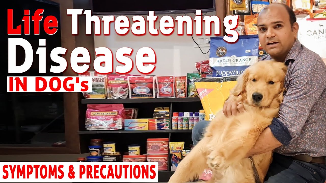 Is Your Dog's Life In DANGER? Life Threatening Parvo Virus-Symptoms & Precautions | Baadal Bhandaari
