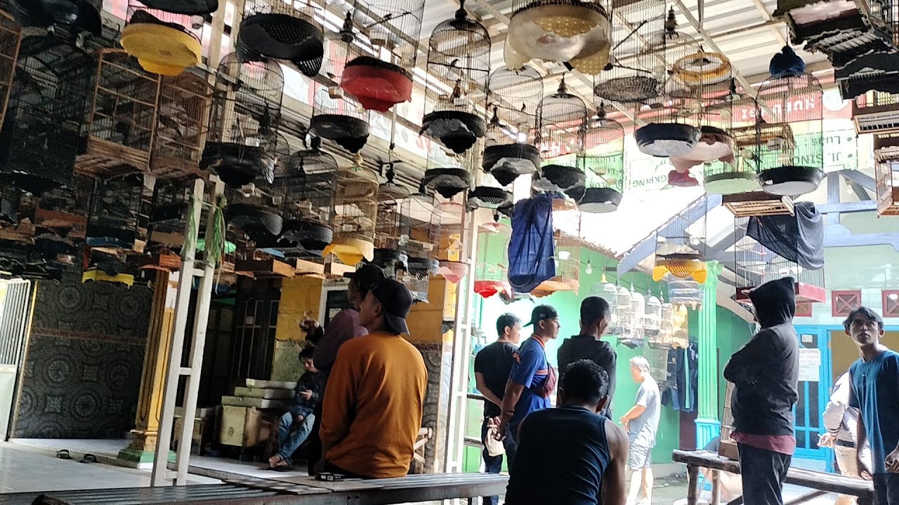 pasar burung lengkap dan kualitas gacor gacor kacer - murai - perjak - jalak - sincan - cendet DLL