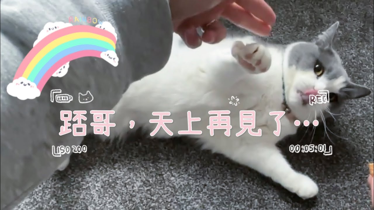 【寵物移民英國-生活篇】再見了我的踎😔🌈我們搬新家了，踎哥在天上看顧☁️
