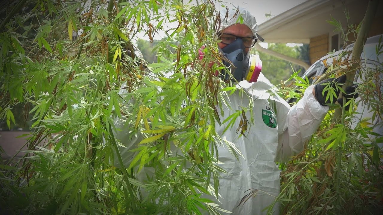 Illegal Outdoor Marijuana