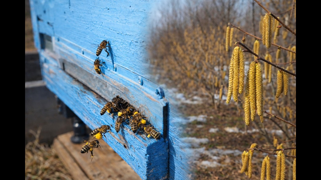 На пасіці в березні 🐝Перше тепло. Вибір місця для пасіки.