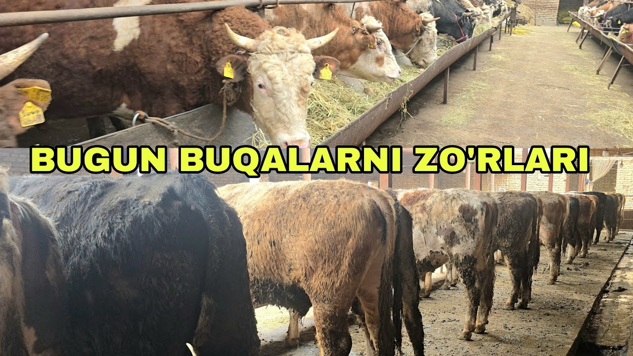Navro'z akani fermasi ga yangi partiya smental va smental gibrid buqalar keldi taroziga14 03 2026 г.