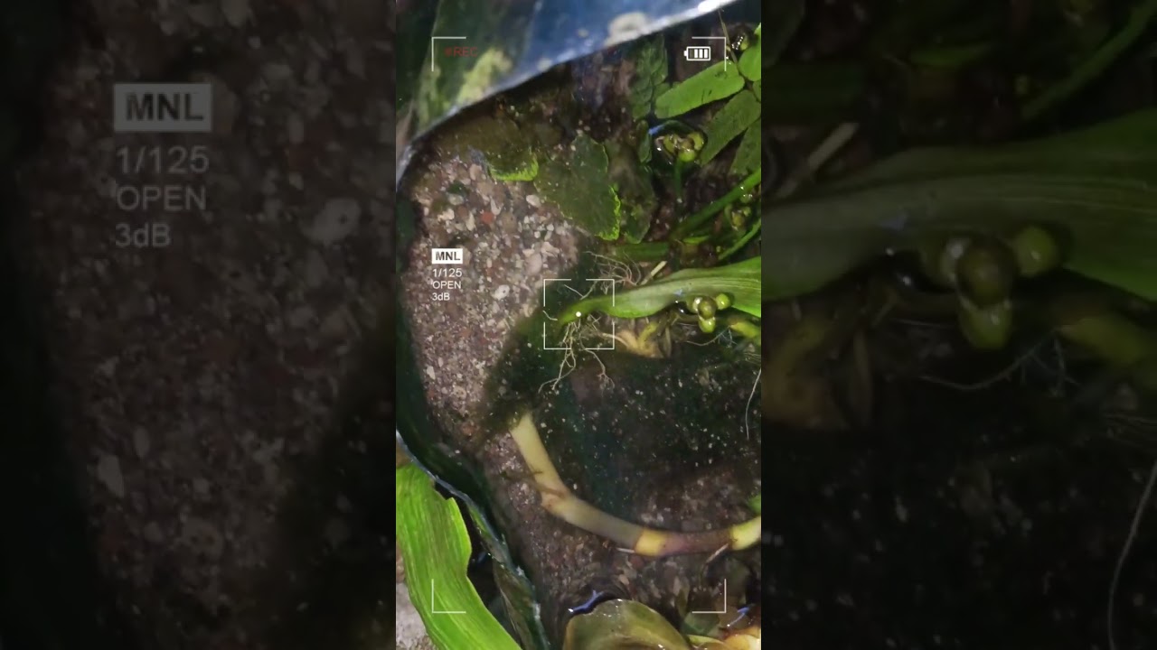 Tanaman liar untuk aqua scape