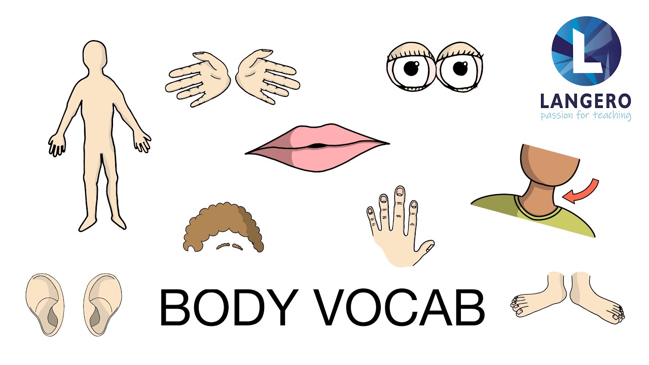 Części ciała po angielsku/Body parts