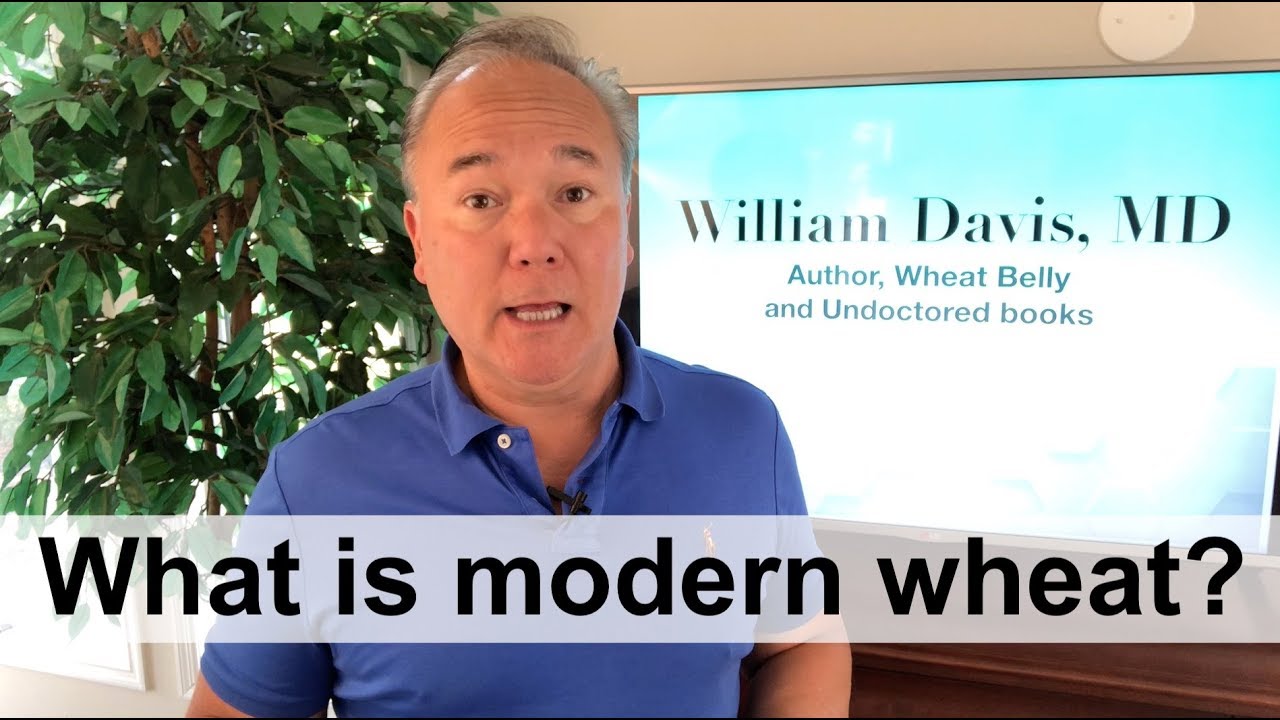 What is modern wheat?