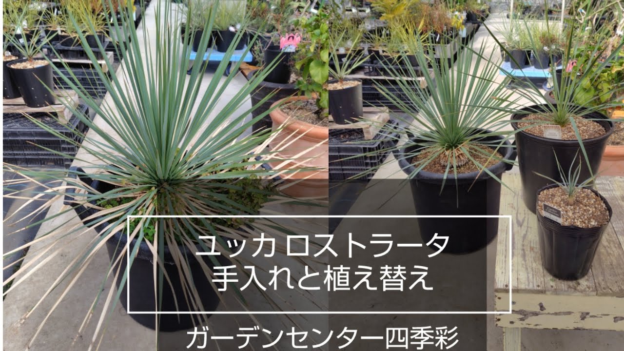 普段の作業紹介「ユッカ ロストラータの手入れと植え替え」