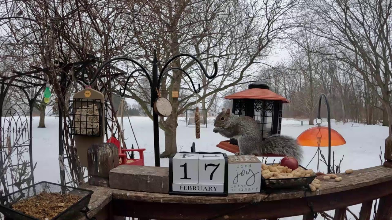 My Tuesday Morning Bird & Squirrel Livestream Edition