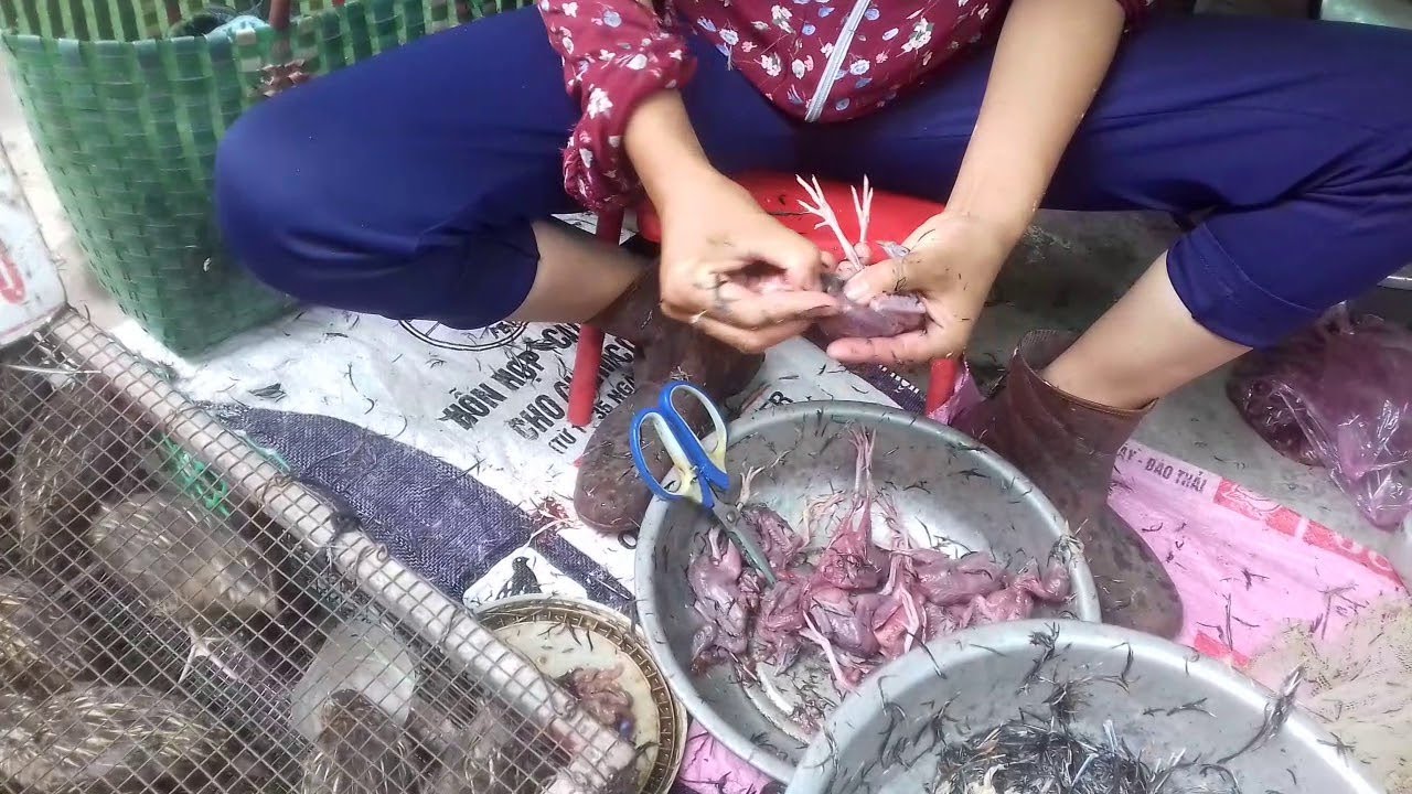 C&aacute;ch   L&agrave;m  Thịt   Chim  C&uacute;t   Rất   Nhanh  Phan  Miền tv