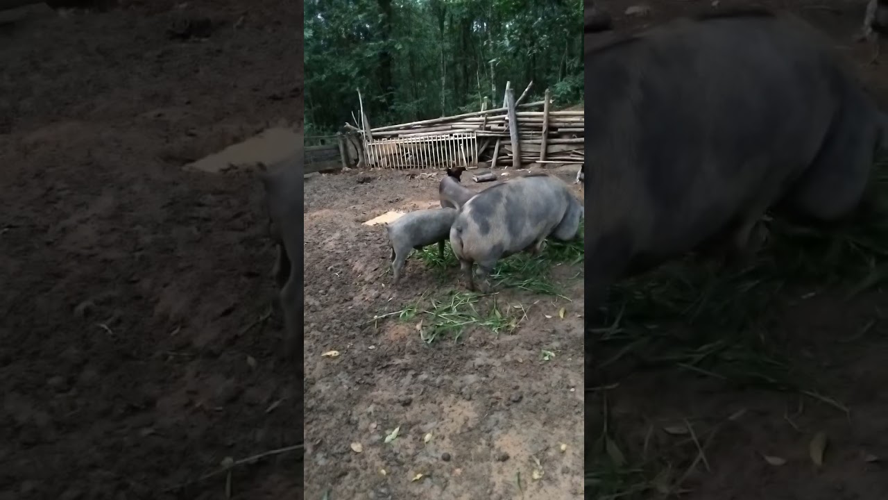 Mostrando que porco também come capim .....