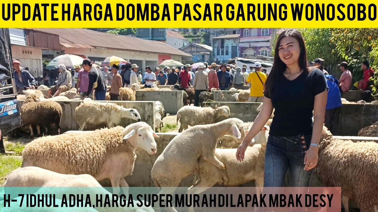 REVIEW HARGA DOMBA MERINO DOMBOS PASAR GARUNG WONOSOBO//DOMBA JUMBO DI JUAL MURAH DI LAPAK MB DESSY