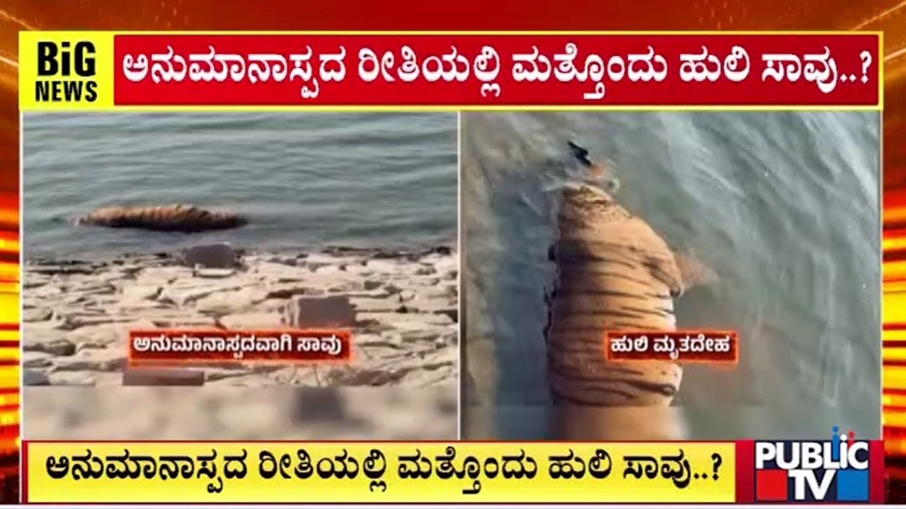 Tiger Found Dead In Biligiri Rangana Betta Tiger Reserve | Public TV