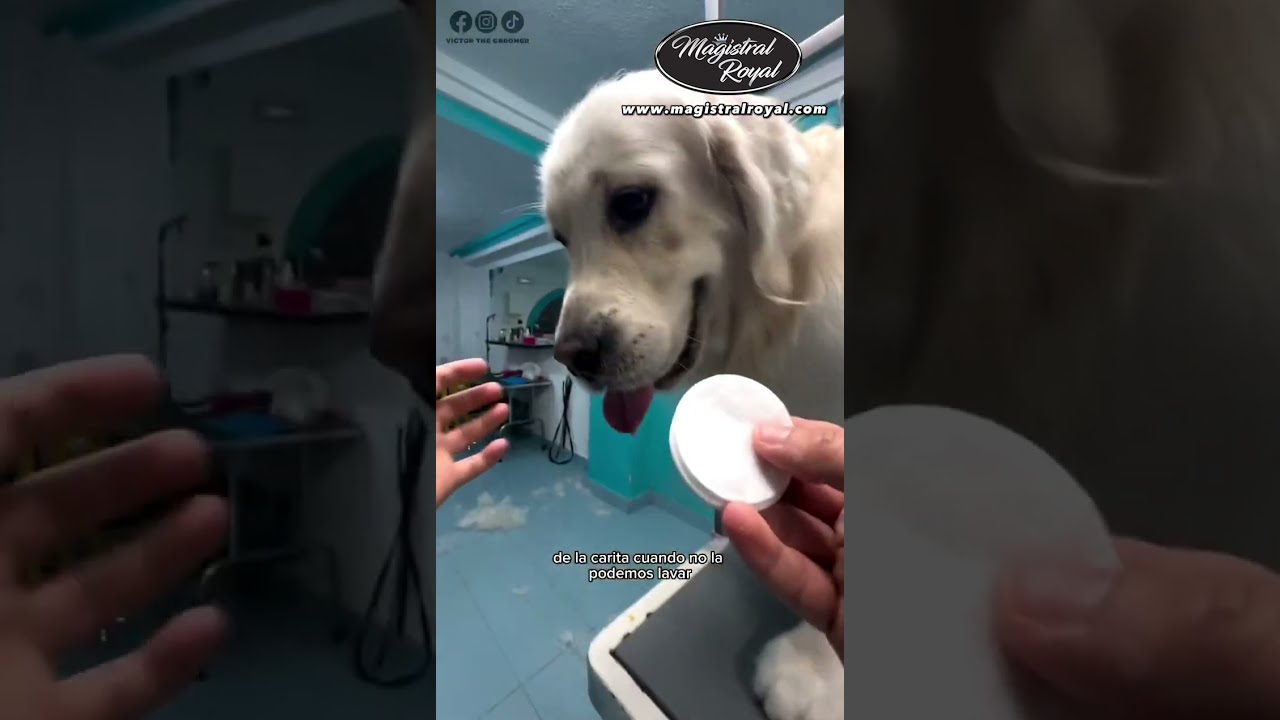 CAMBIO DE LOOK a GOLDEN RETRIEVER - Magistral Royal