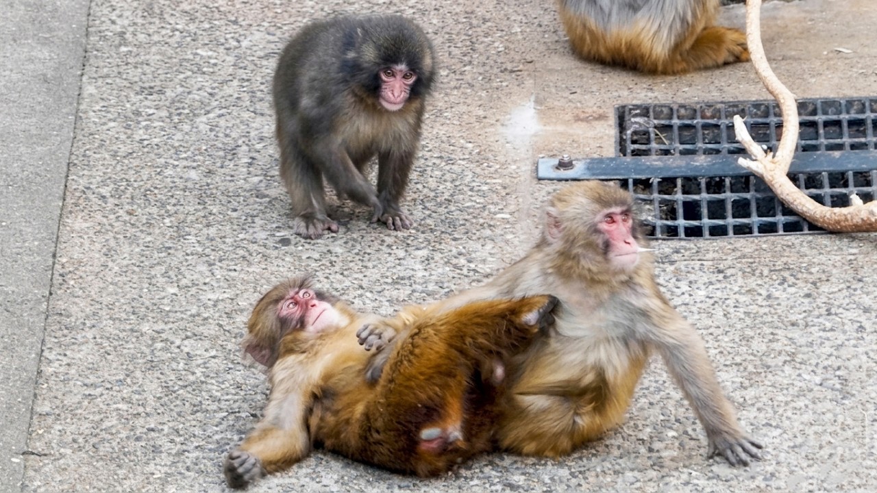 Unexpected Twist! Punch joins the fight, not stopping it! 🤣