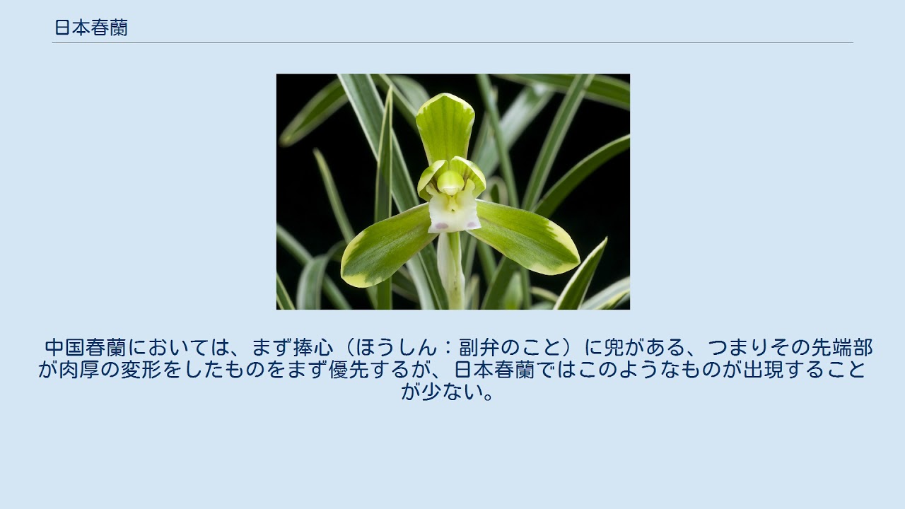 日本春蘭