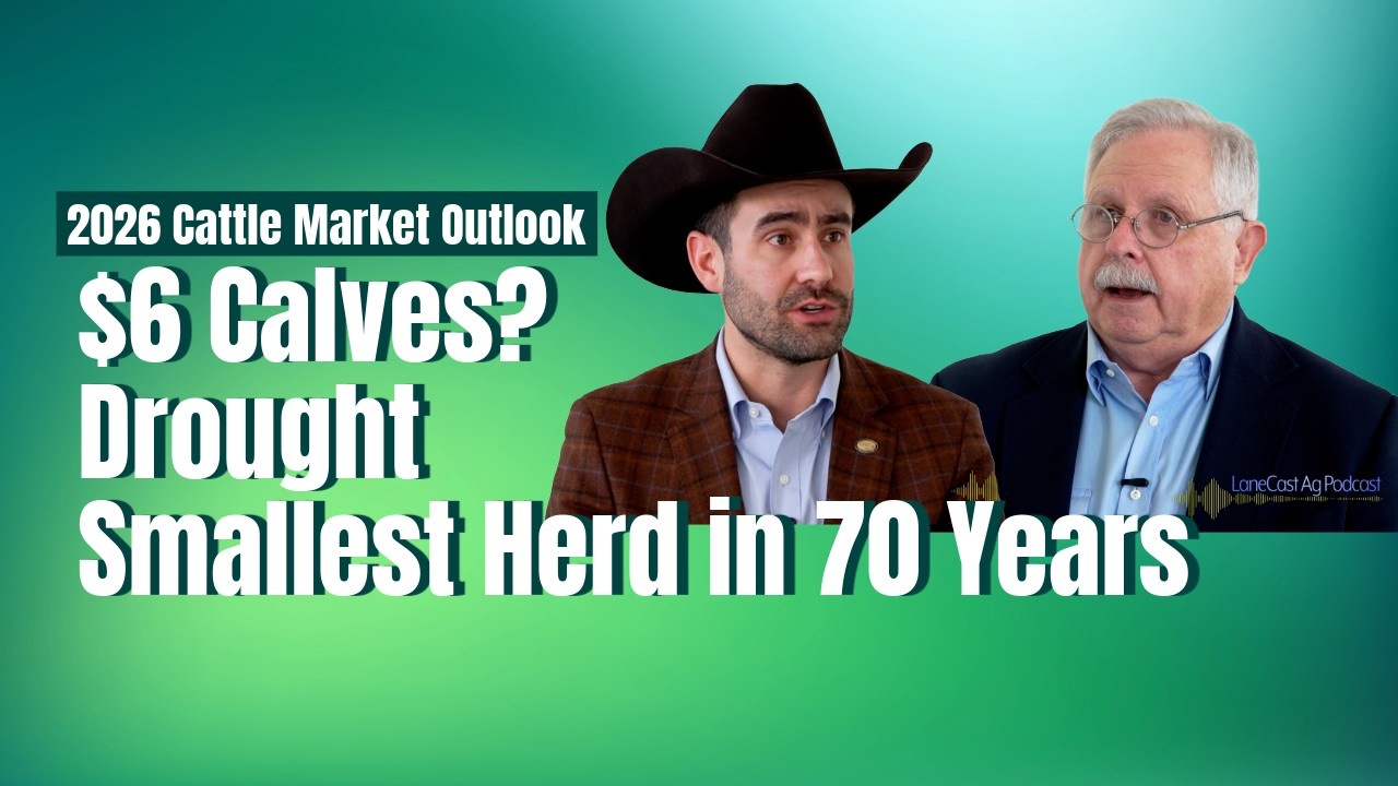 $6 Calves, Drought, and the Smallest Herd in 70 Years