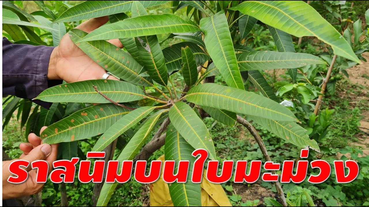 ราสนิมบนใบมะม่วง