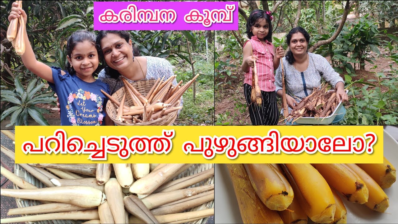 Karimbana Koombu | Palakkadan Special Karimpana Koomb Krishi | കരിമ്പന കൂമ്പ് | പനം കൂമ്പ് | കരിമ്പന
