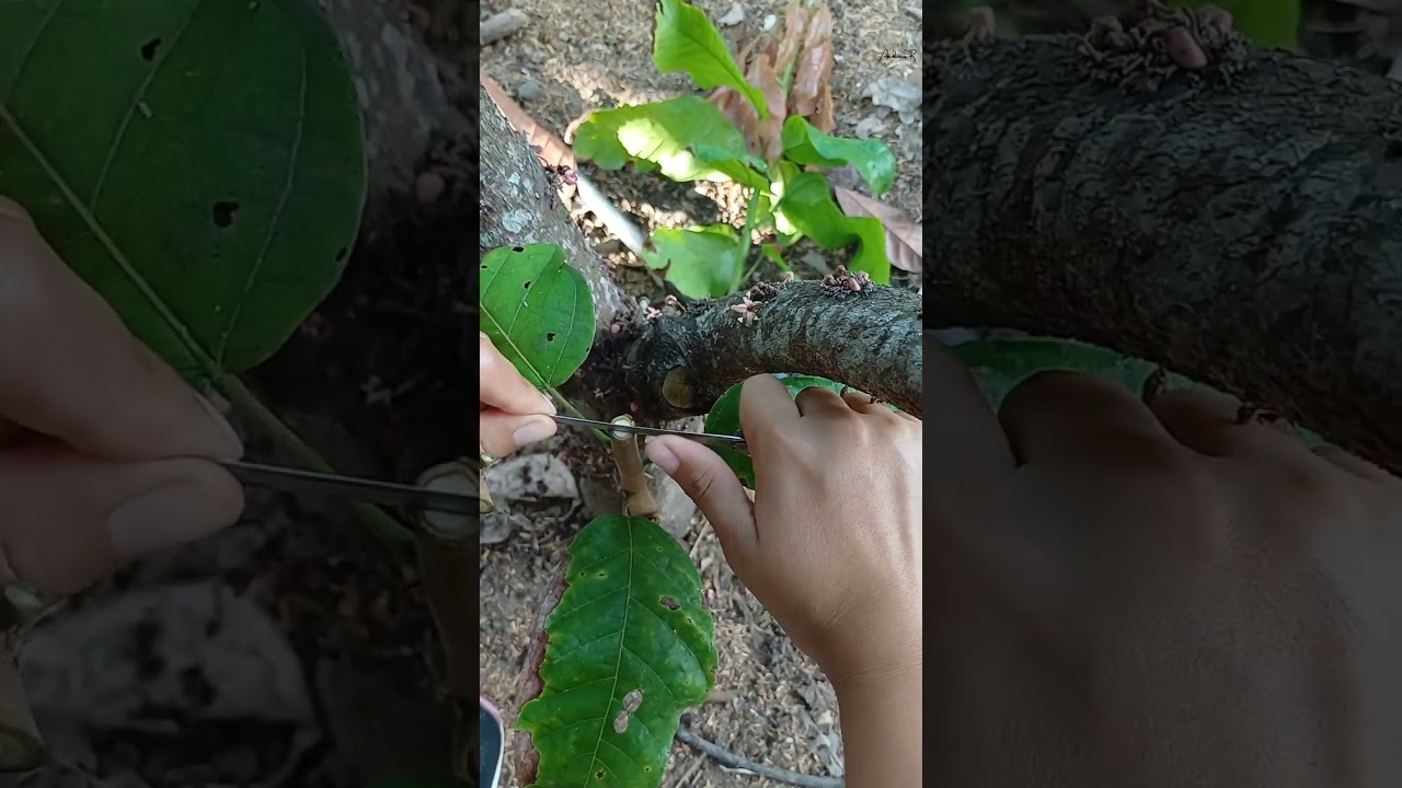 Como injertar cacao púa central. #agricultura #cacao #viralvideo