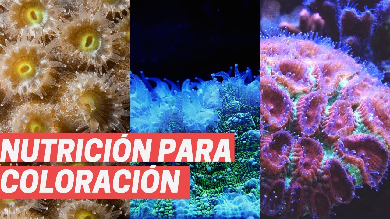 Nutrientes y la coloración de los corales en el acuario marino
