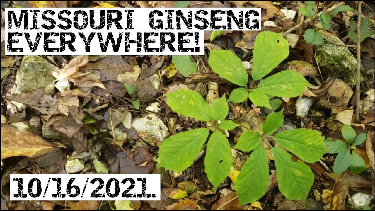 Missouri Ginseng Everywhere! October 16th 2021!