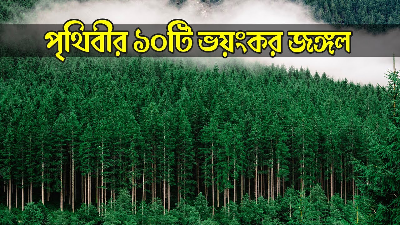 পৃথিবীর সেরা ১০টি সবথেকে বড় এবং ভয়ানক জঙ্গল || Top 10 Largest Forests In the World