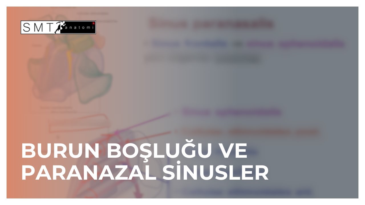 Burun boşluğu ve Paranazal sinuslar Anatomisi