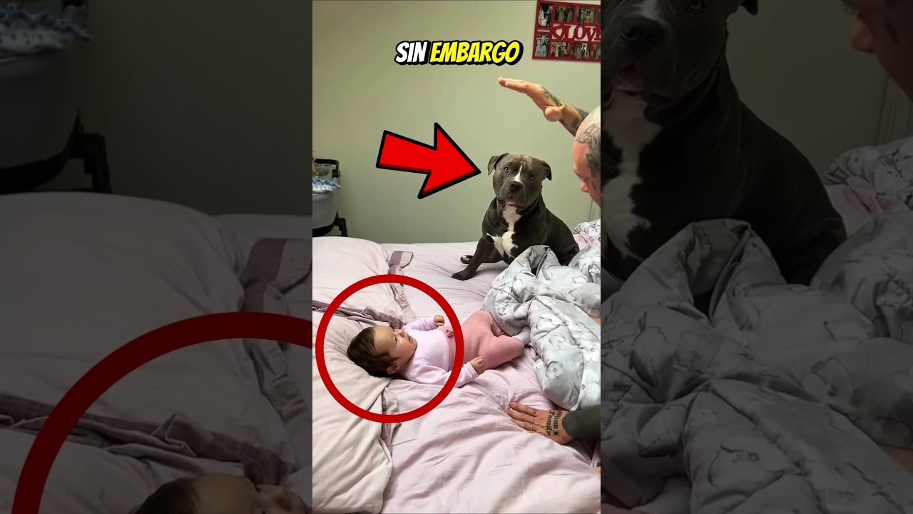 #babifreitas