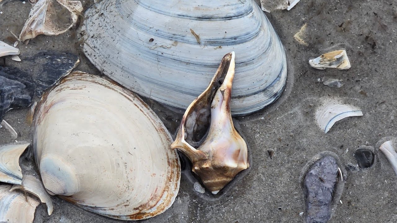 Stone Harbor NJ beach walk treasures