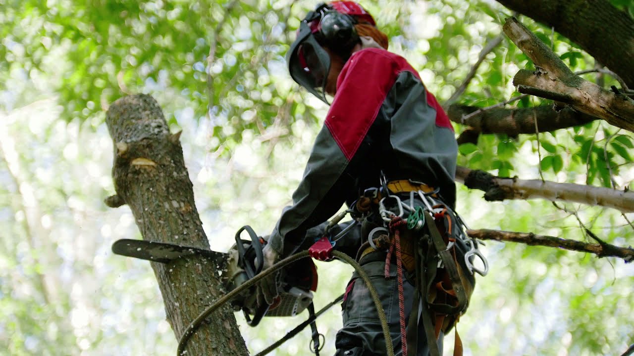Tree Care Software