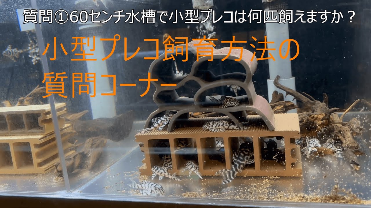 小型プレコ飼育方法の質問コーナー