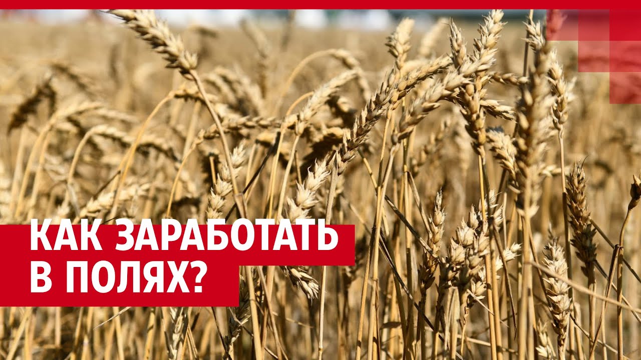 Сколько получают агрономы? Рассказываем, кем быть через 10 лет