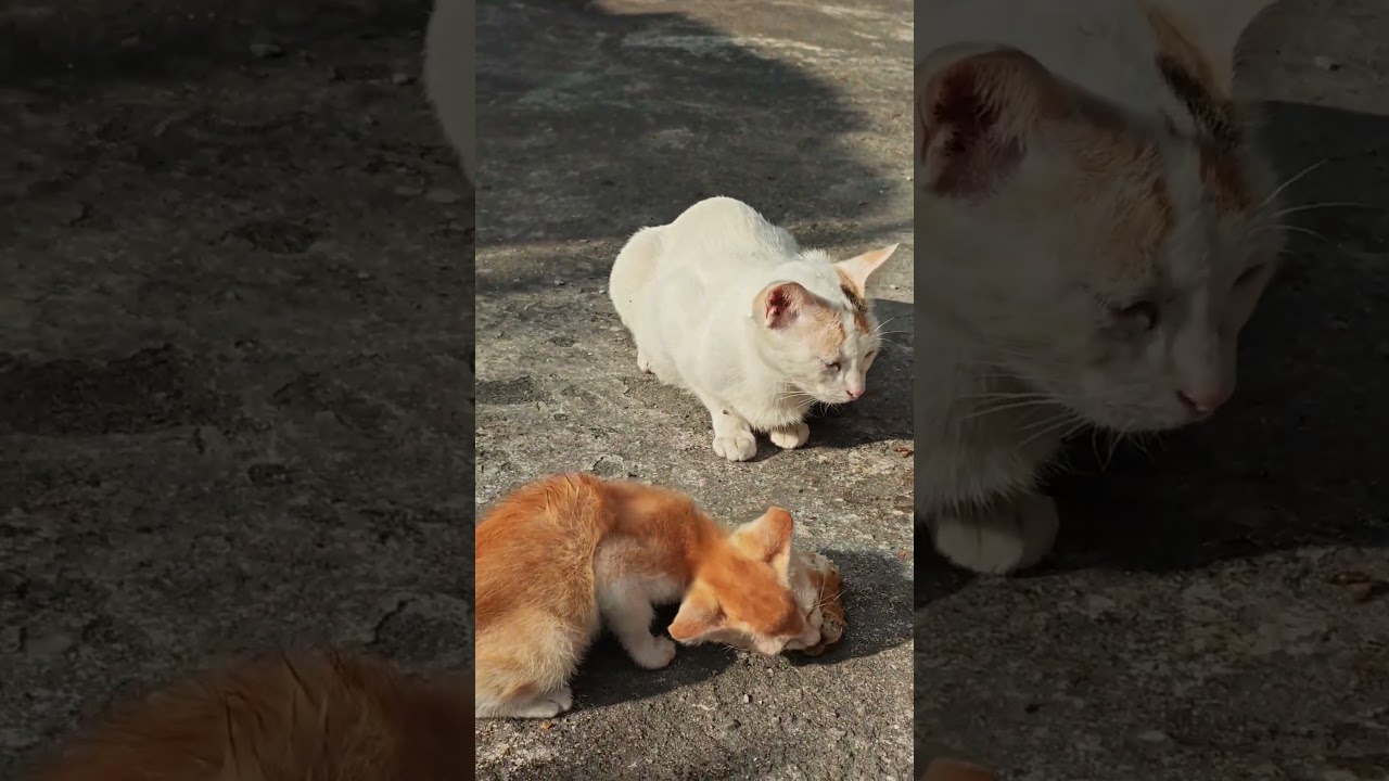 cute hungry kitten 