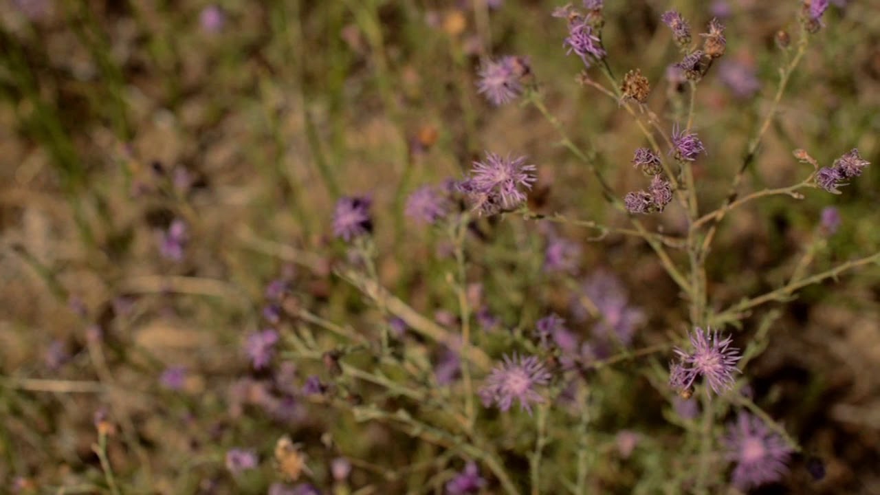 Montana Weed Control Association |  Spotted knap weed