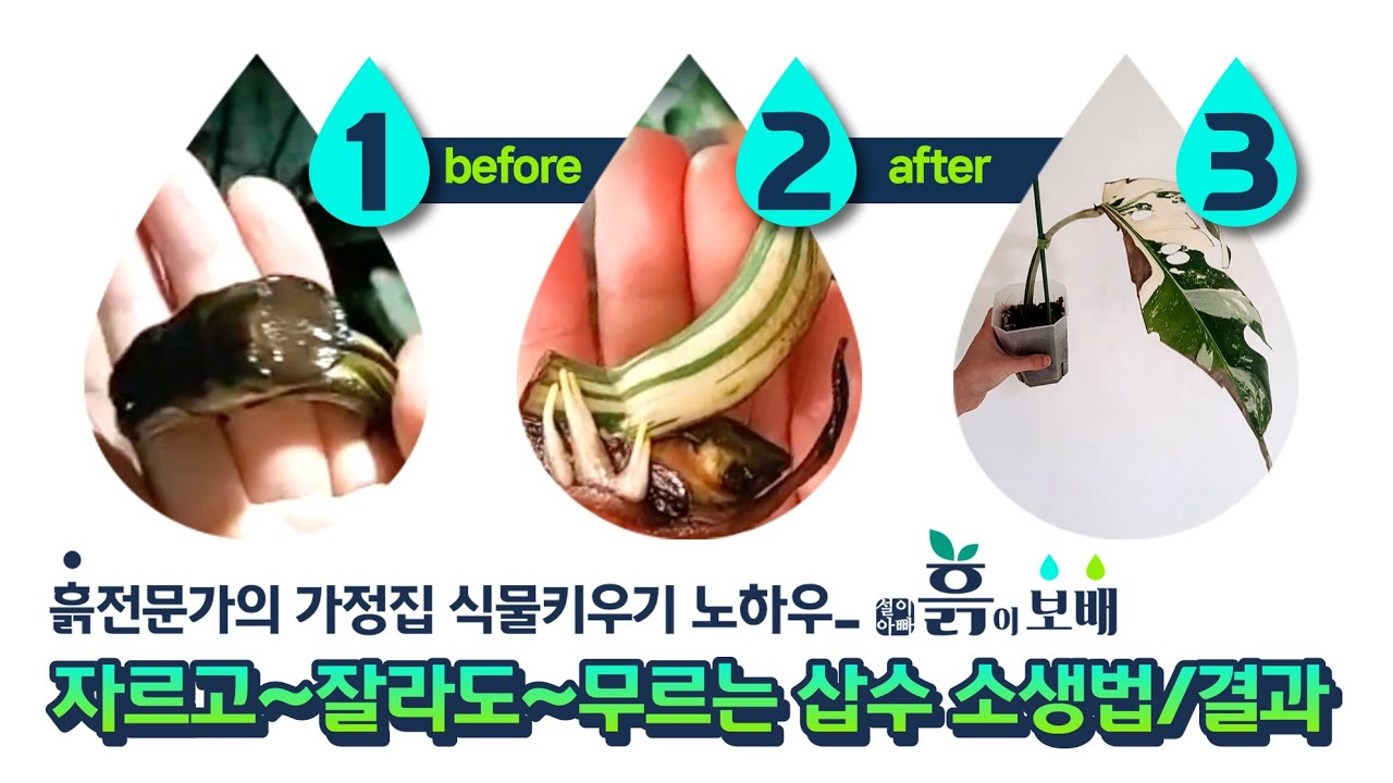 알보 무름 극복하기│알보 삽수 순화, 컷팅, 보관, 식재