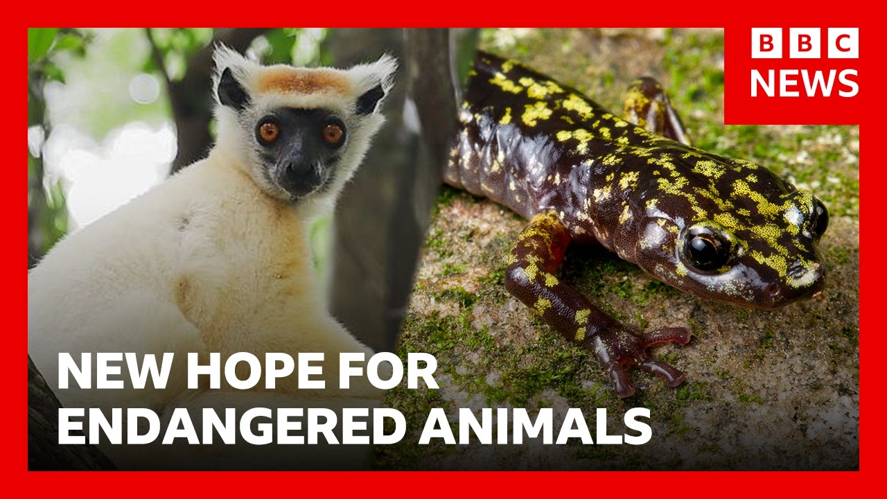 New fund hopes to save 100 of the world's most threatened species | BBC News
