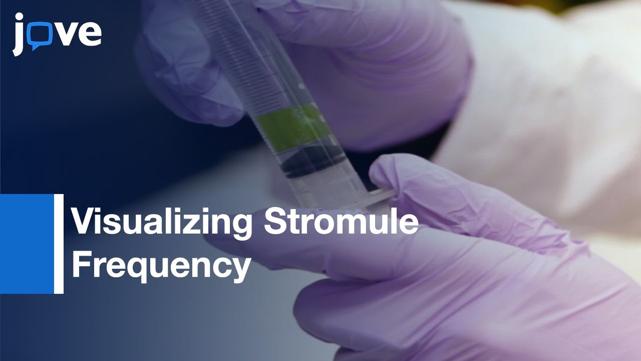 Visualizing Stromule Frequency With Fluorescence Microscopy l Protocol Preview