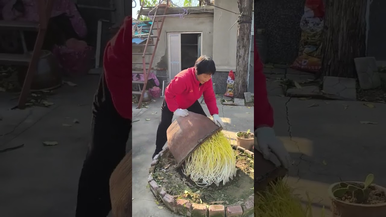 Tips for growing high quality yellow Chinese chives