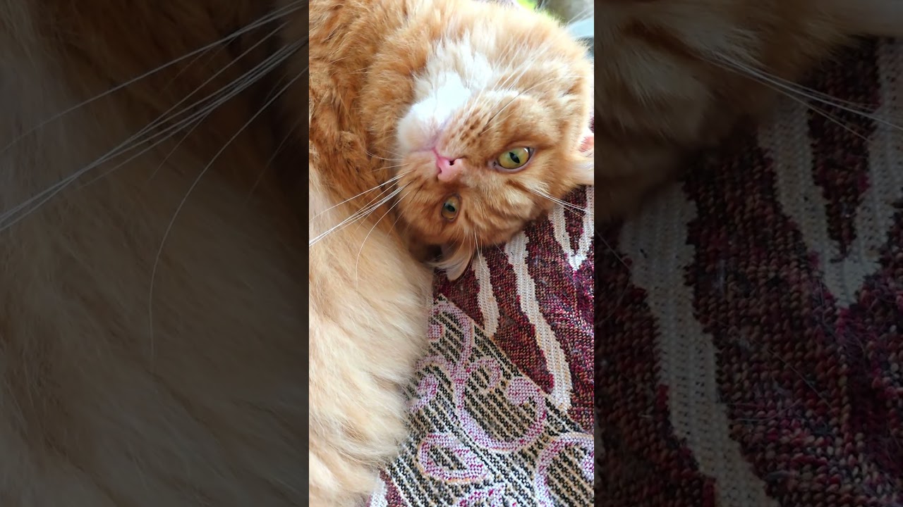 Утренняя растяжка Персика #юморукраина #китблогер #cat #украинский блоггер