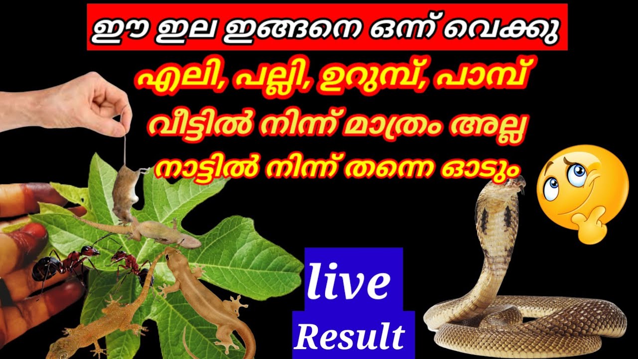 100% live result ഇനി പല്ലി, പാറ്റ, ഉറുമ്പ്, എലി, പാമ്പ് ജന്മത്ത് വീടിന്റെ പരിസരത്ത് പോലും വരില്ല