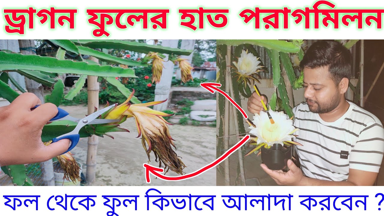 ড্রাগন ফুলের হ্যান্ড পলিনেশন । ড্রাগন ফল থেকে ফুল কিভাবে আলাদা করবেন । @rajgardens