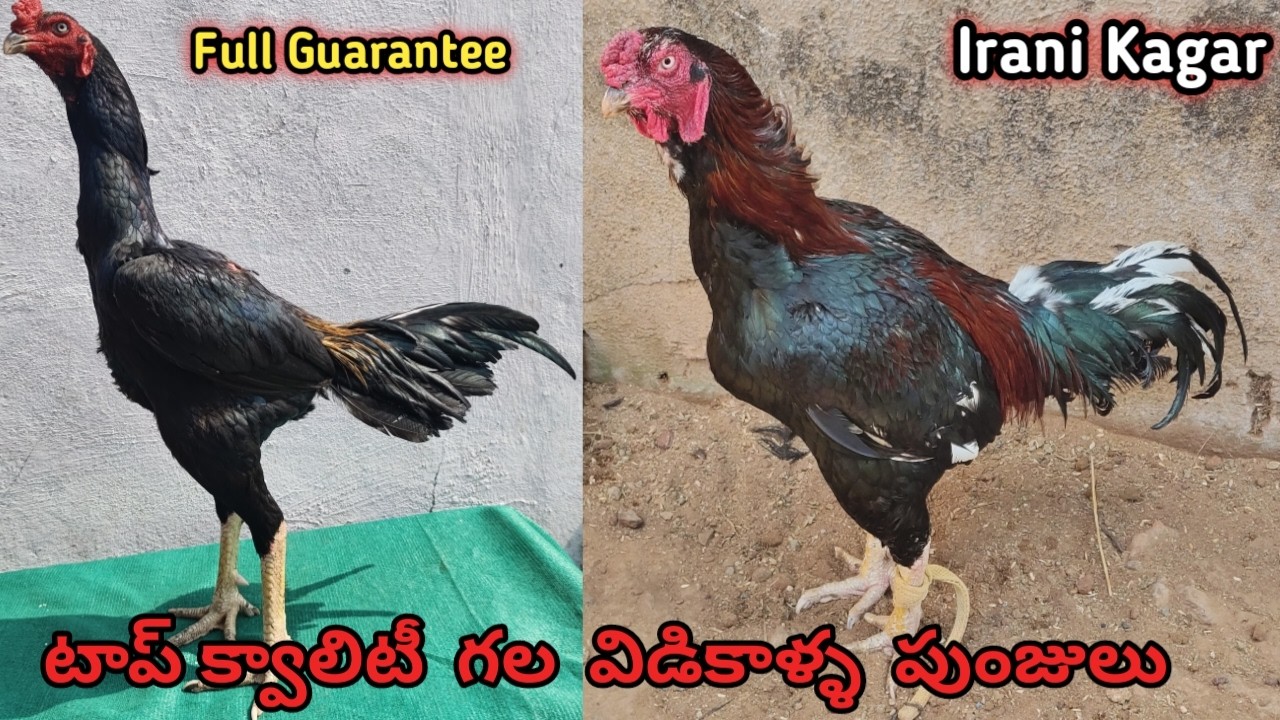 Top Quality Irani Kagar Punju||9948382902||Kagar Jawa Guarantee Patta||Vidikalla Kollu||#aseelmurga!