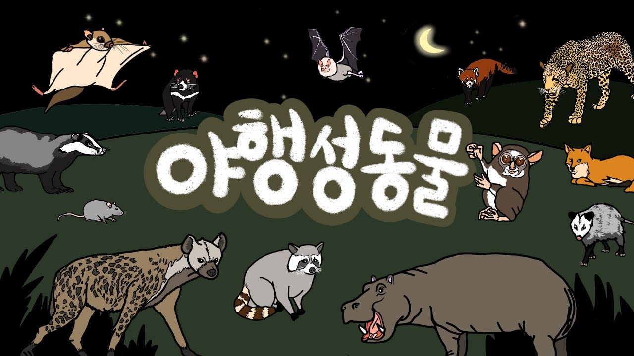 야행성동물 | 밤에는 어떤 동물들이 활동할까? | 낮에는 쉬고 밤에 움직이는 밤의 동물들을 만나보아요 | 저자극유아영상 | 키즈드로우