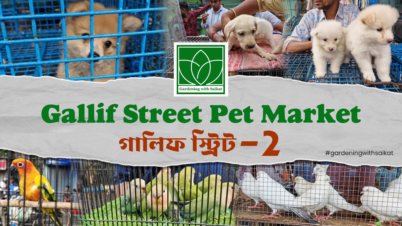 Galiff Street Pet Market Kolkata | Dog market | Animal and Birds market | Hatibagan market