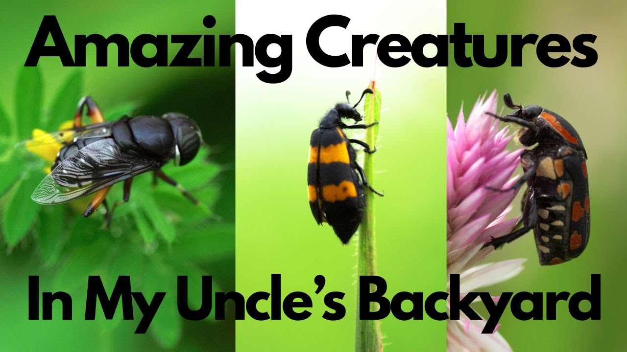 Macro Videography Episode 1 | OM system 90mm F3.5 Macro | Lumix G9II