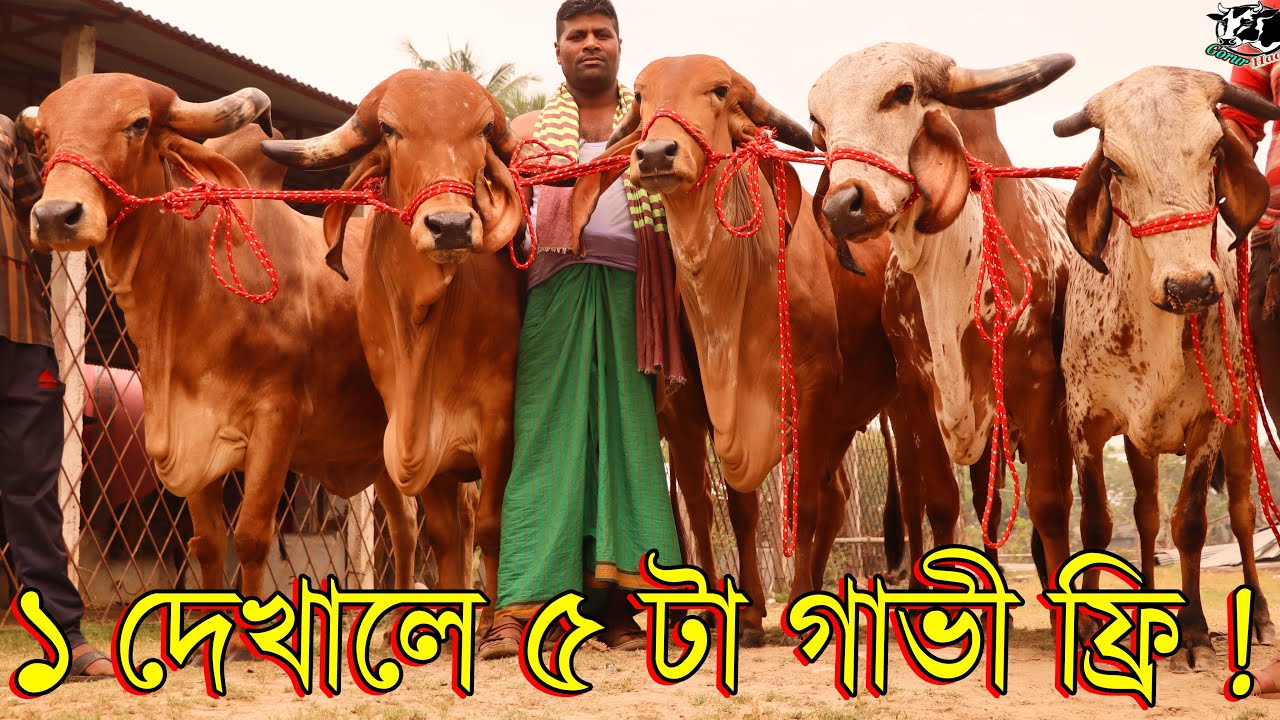 ১ দেখালে ৫ টা গাভী ফ্রি ! বাংলাদেশের ইতিহাস চ্যালেঞ্জ প্রত্যেকটাই আগুন বরাবর কালেকশন।গরুর হাঁট