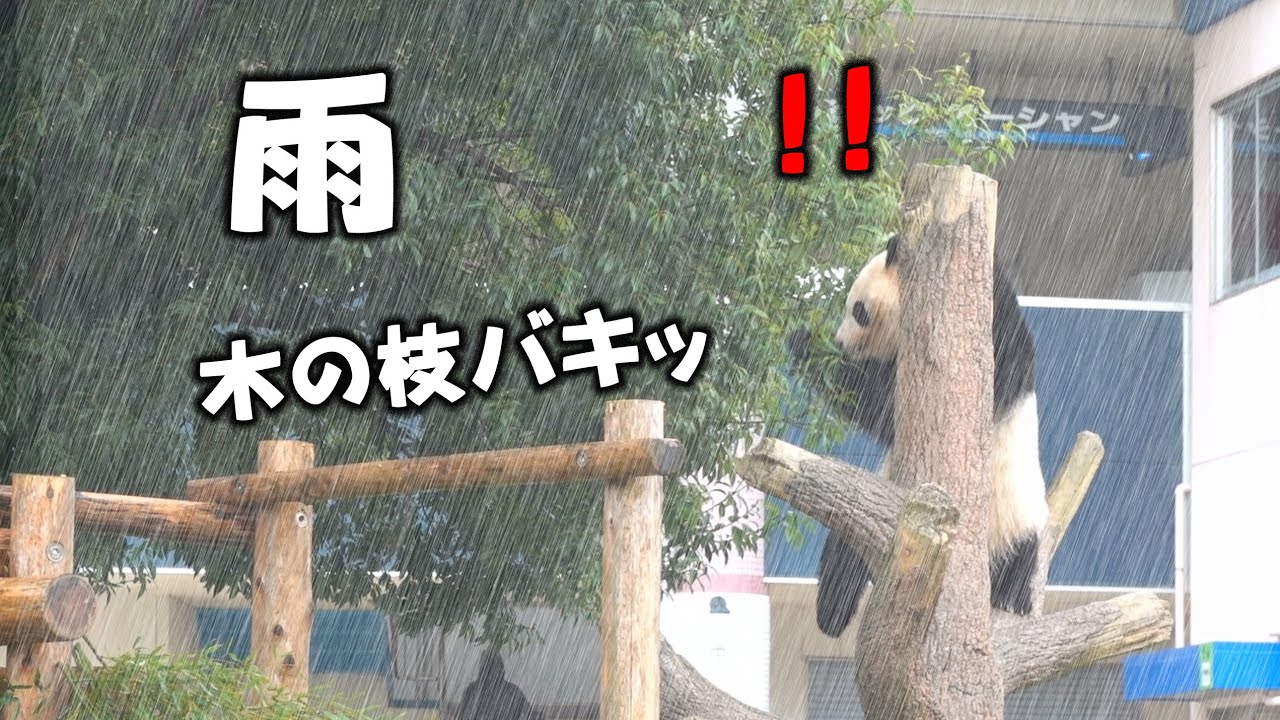 木の枝折ってる！雨降ってるじょ～！！ワイルド彩浜、雨で大騒ぎか大暴れか？彩浜走り回って外楽し！